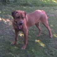 Blanding af racer bastian 