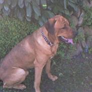 Blanding af racer bastian 