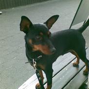 Dvaergpinscher Emmy