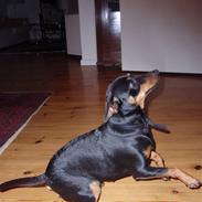 Dvaergpinscher Emmy