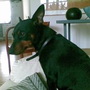 Dvaergpinscher Emmy