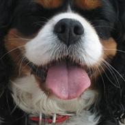 Cavalier king charles spaniel Freya