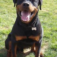 Rottweiler Aslan