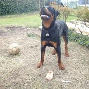 Rottweiler Aslan
