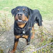 Rottweiler Aslan