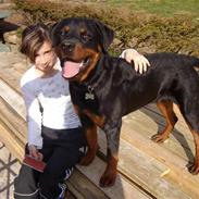Rottweiler Aslan