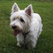 West highland white terrier Magnus