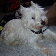 West highland white terrier Magnus