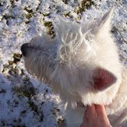 West highland white terrier Magnus