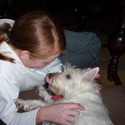 West highland white terrier Magnus