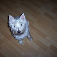 West highland white terrier Magnus