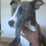 Amerikansk staffordshire terrier Shanti