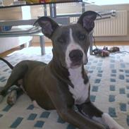 Amerikansk staffordshire terrier Shanti