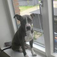 Amerikansk staffordshire terrier Shanti