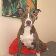 Amerikansk staffordshire terrier Shanti