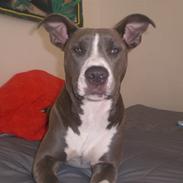 Amerikansk staffordshire terrier Shanti