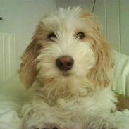 Petit basset griffon wendéen Carla