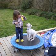 Amerikansk bulldog Arvid R.I.P.