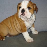 Engelsk bulldog bella