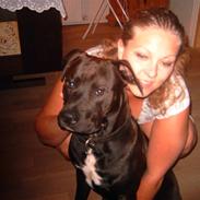 Amerikansk staffordshire terrier anton