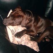 Amerikansk staffordshire terrier anton