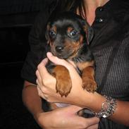 Blanding af racer Killah