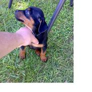 Blanding af racer Killah