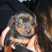 Blanding af racer Killah