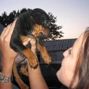 Blanding af racer Killah