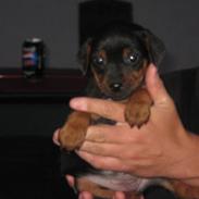 Blanding af racer Killah