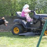 Dobermann Lexus Di Perlanera