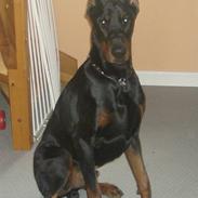 Dobermann Lexus Di Perlanera