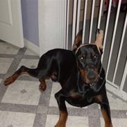 Dobermann Lexus Di Perlanera