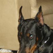 Dobermann Lexus Di Perlanera