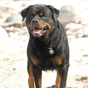 Rottweiler  . Gizmo Vom Dornenhof