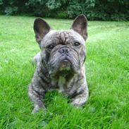 Fransk bulldog Ludvig (Miccalah Bastian)