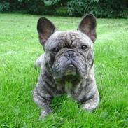 Fransk bulldog Ludvig (Miccalah Bastian)