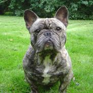 Fransk bulldog Ludvig (Miccalah Bastian)