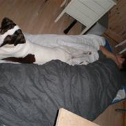 Blanding af racer nala