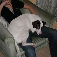 Blanding af racer nala