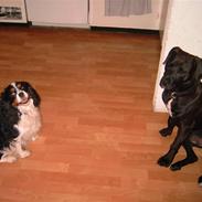 Amerikansk staffordshire terrier anton