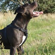 Amerikansk staffordshire terrier R.I.P Rex 18/7.07-16/9.09
