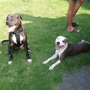 Amerikansk staffordshire terrier R.I.P Rex 18/7.07-16/9.09