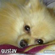 Pomeranian Gustav