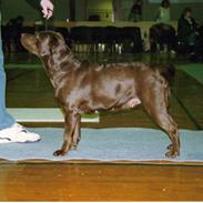 Labrador retriever Bianca