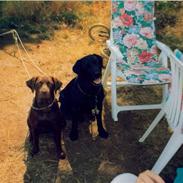 Labrador retriever Bianca