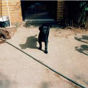 Labrador retriever Bianca