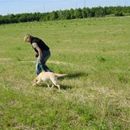 Labrador retriever Birdsongs Uniqe Tikka
