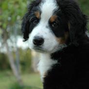 Berner sennenhund barney