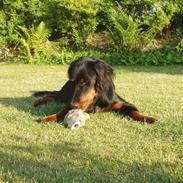 Gordon setter Wøkk´s Andi